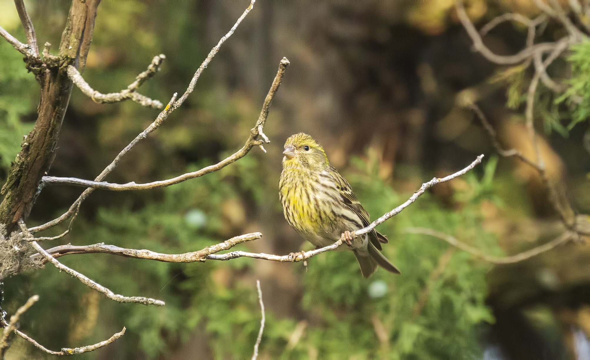 European Serin